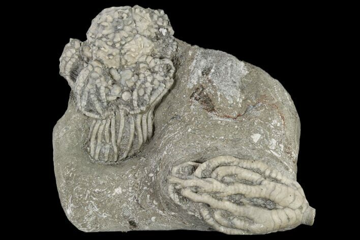 Two Fossil Crinoids (Onychocrinus And Platycrinites) - Indiana #114380